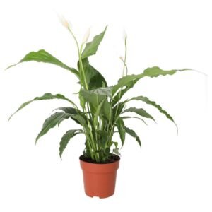 peace lily